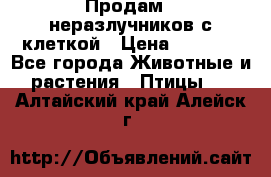 Продам 2 неразлучников с клеткой › Цена ­ 2 500 - Все города Животные и растения » Птицы   . Алтайский край,Алейск г.